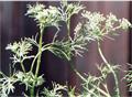 Ajwain
